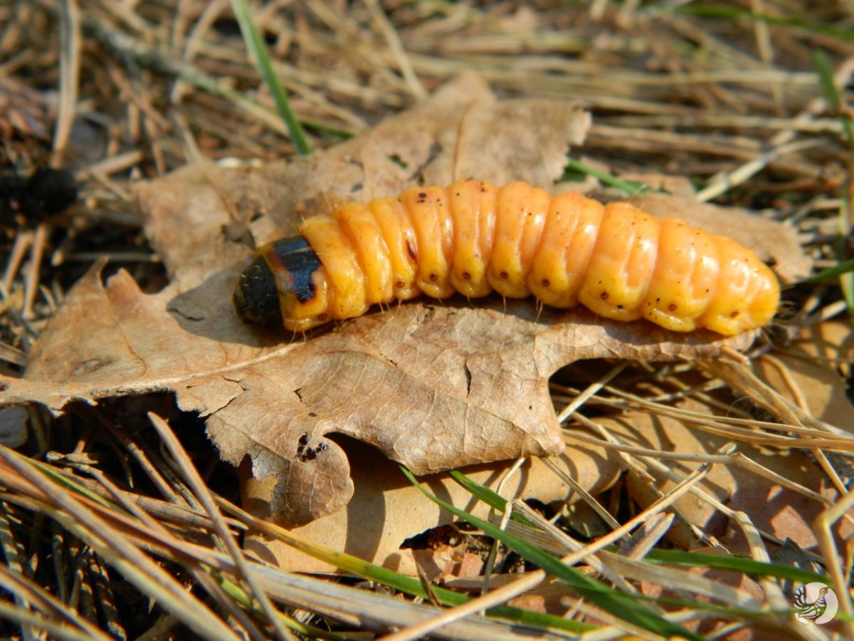 Коссус личинка