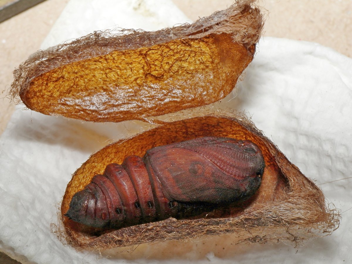 Бражник вьюнковый гусеница