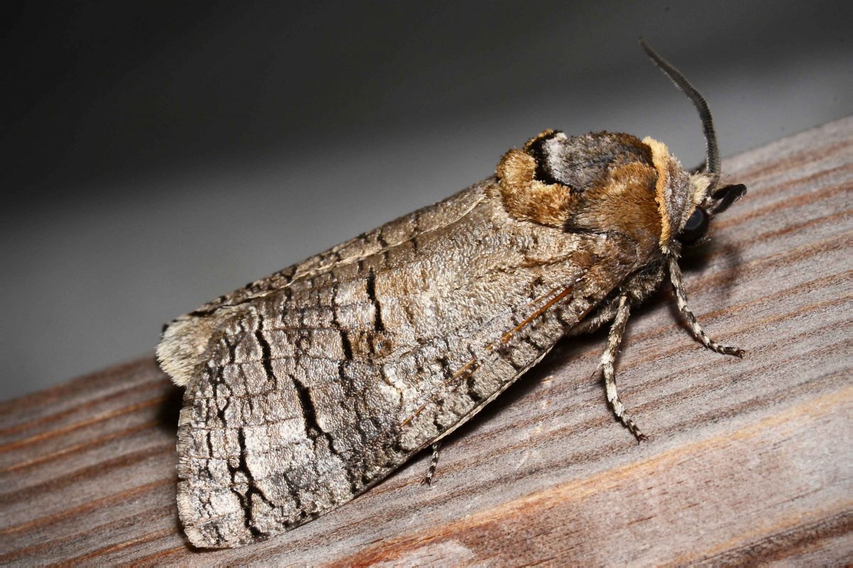 Личинка жука древоточца