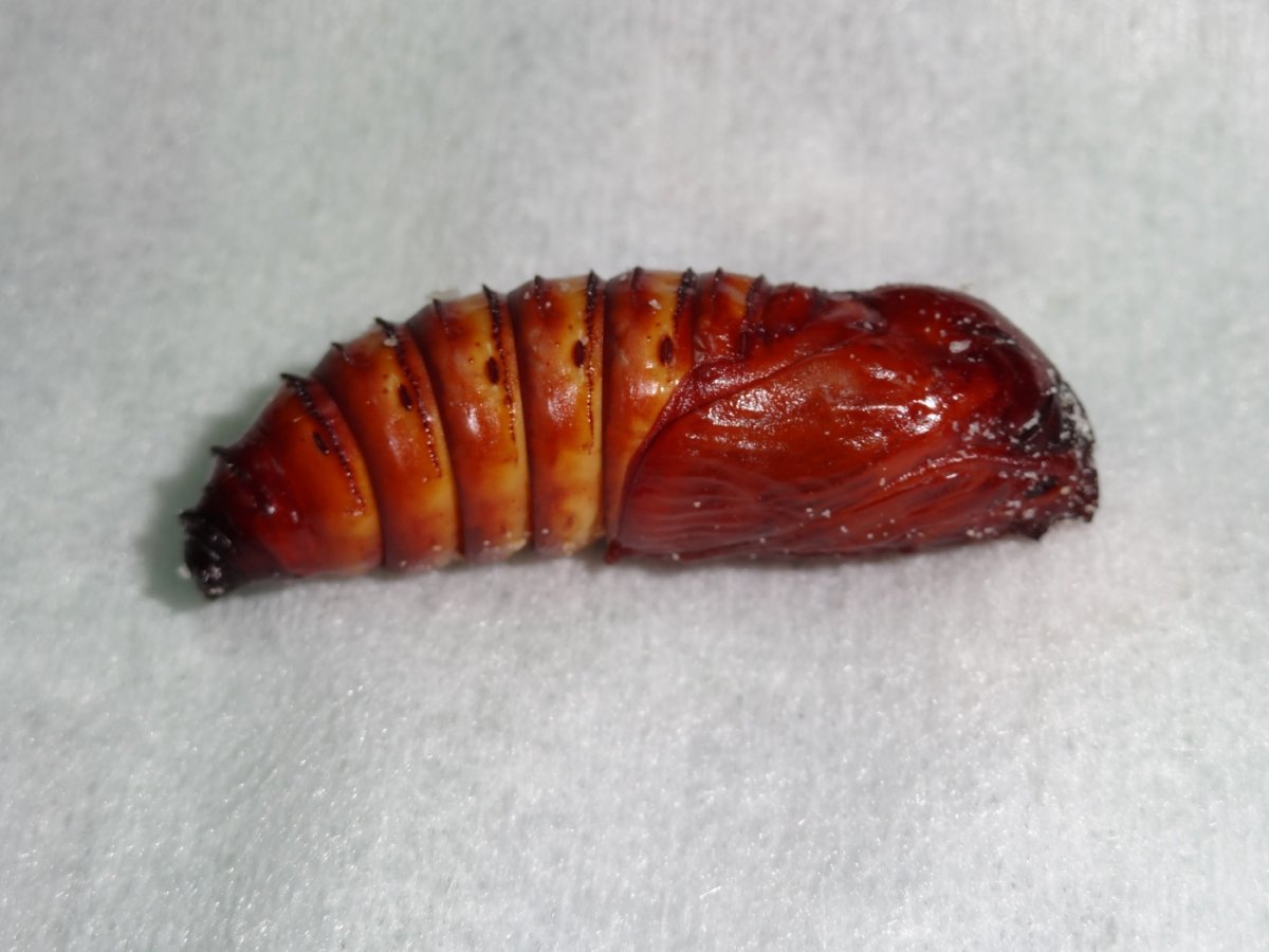 Короед Жук древоточец