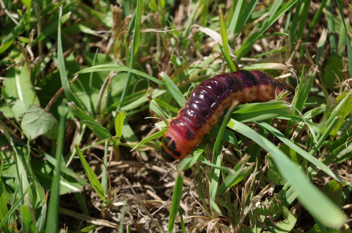 Древоточец ивовый бабочка