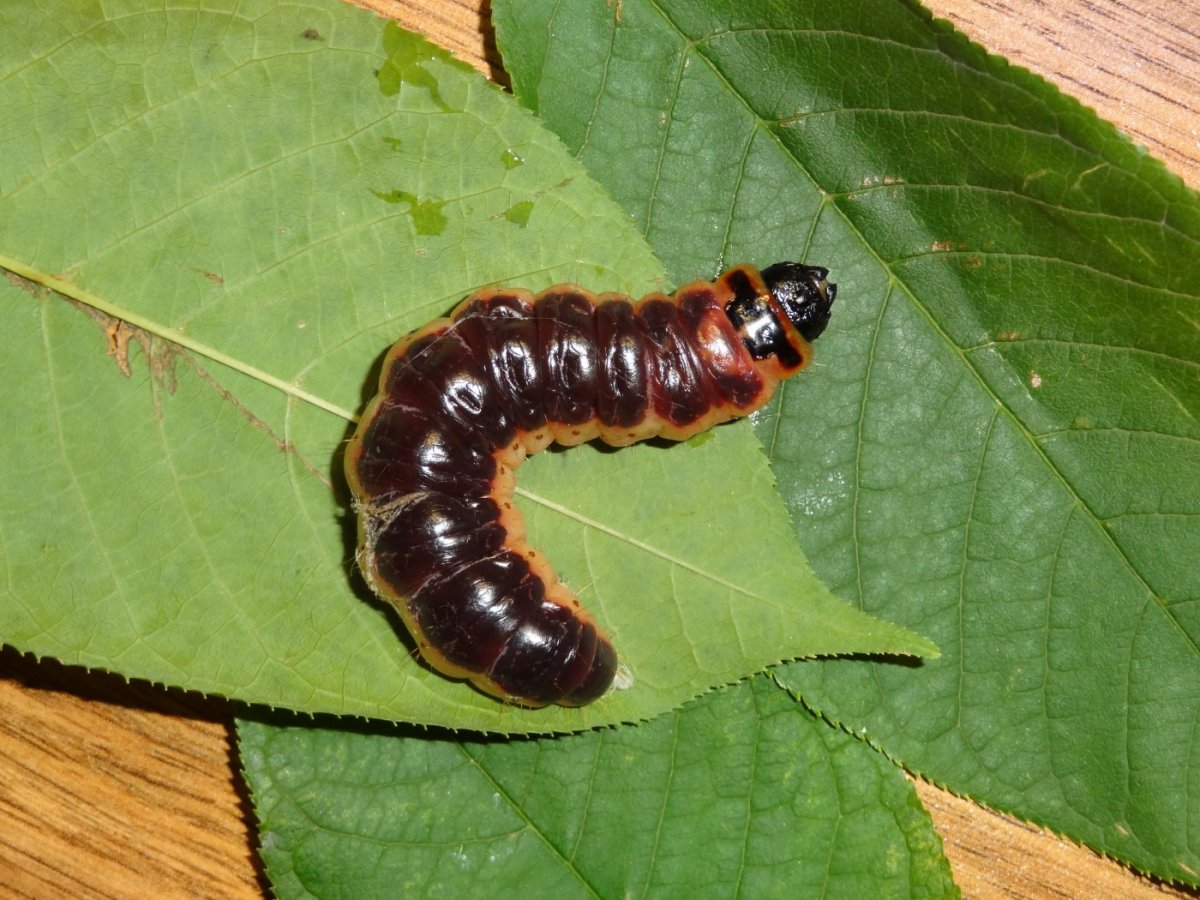 Древоточец пахучий бабочка