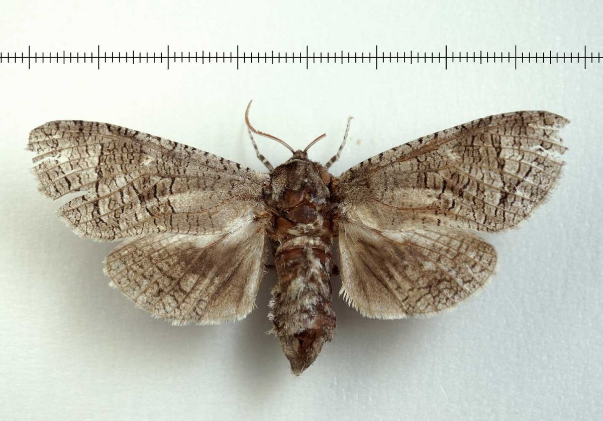 Жук жужелица черная Лесная