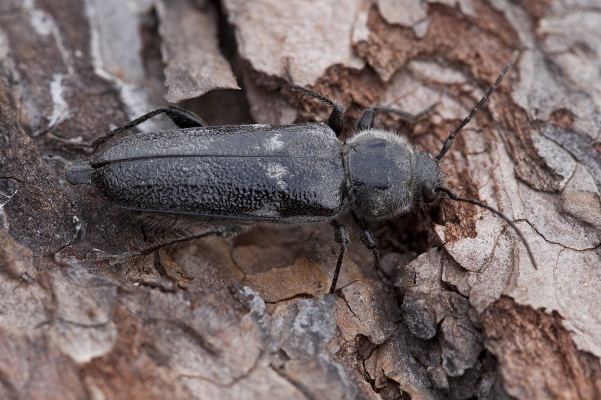Жук усач дровосек личинка
