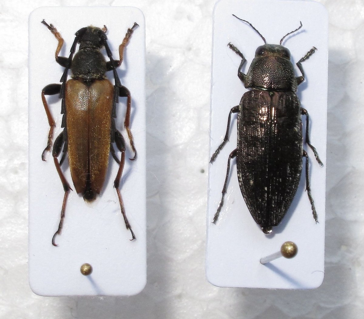 Гусеница бабочки древоточца