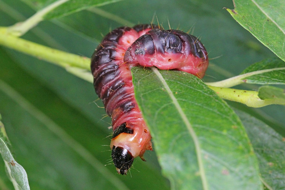 Личинка жука древоточца