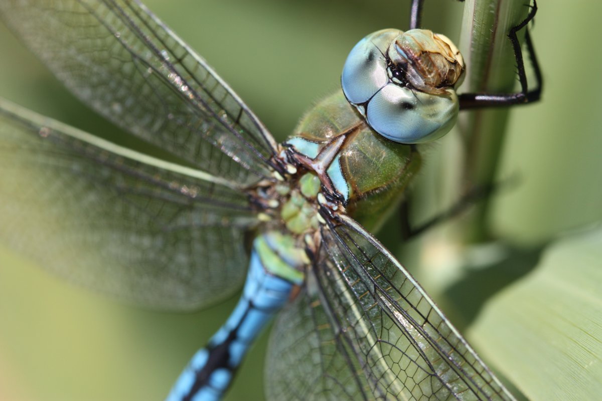 Экзотические Стрекозы