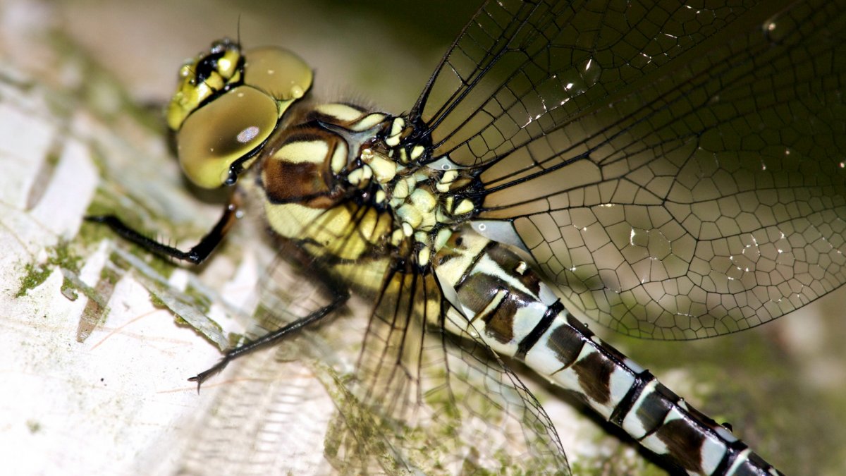 Самые необычные Стрекозы