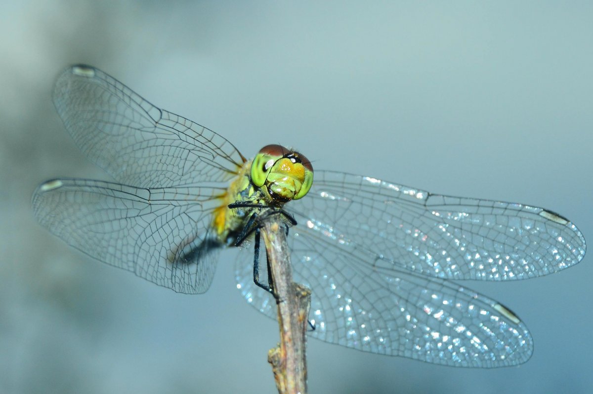 Дозорщик июльский