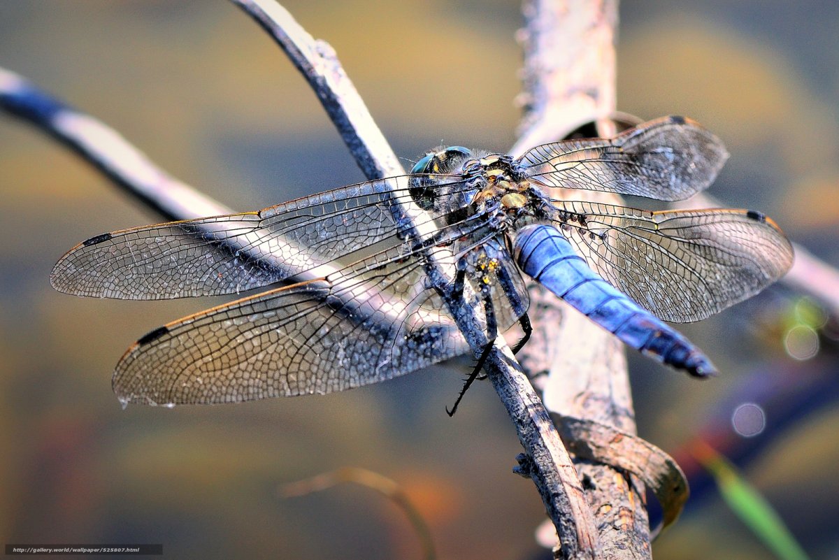 Отряд Стрекозы