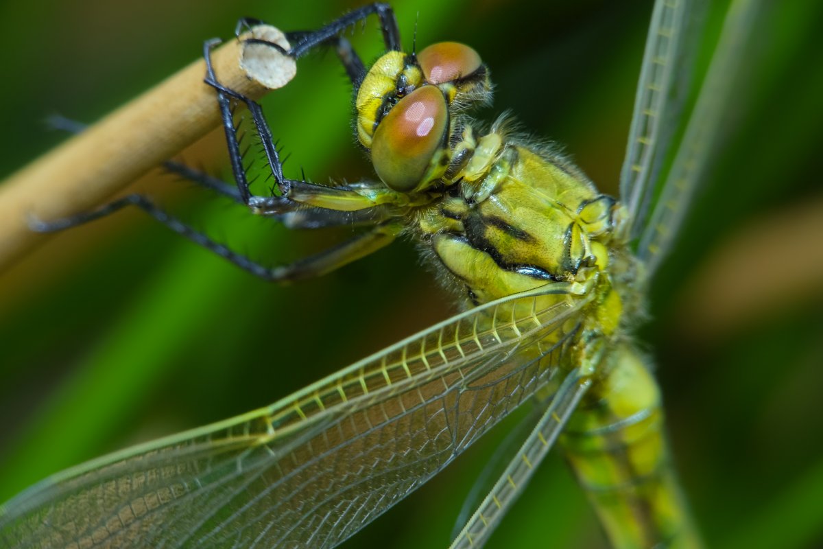 Усики Стрекозы