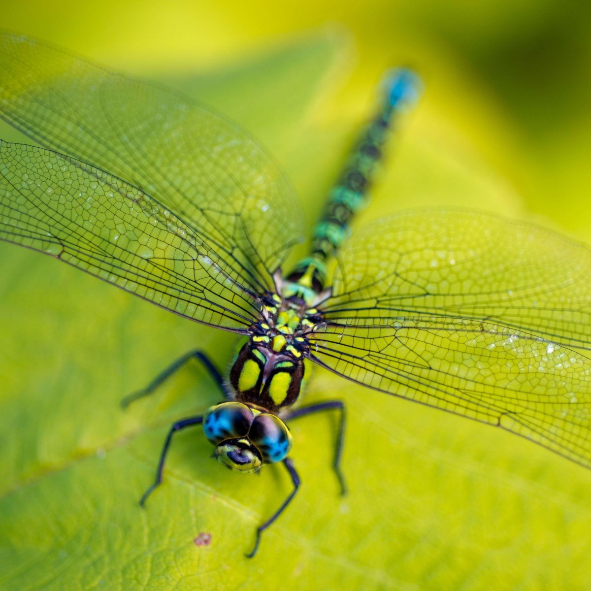 Стрекоза вблизи