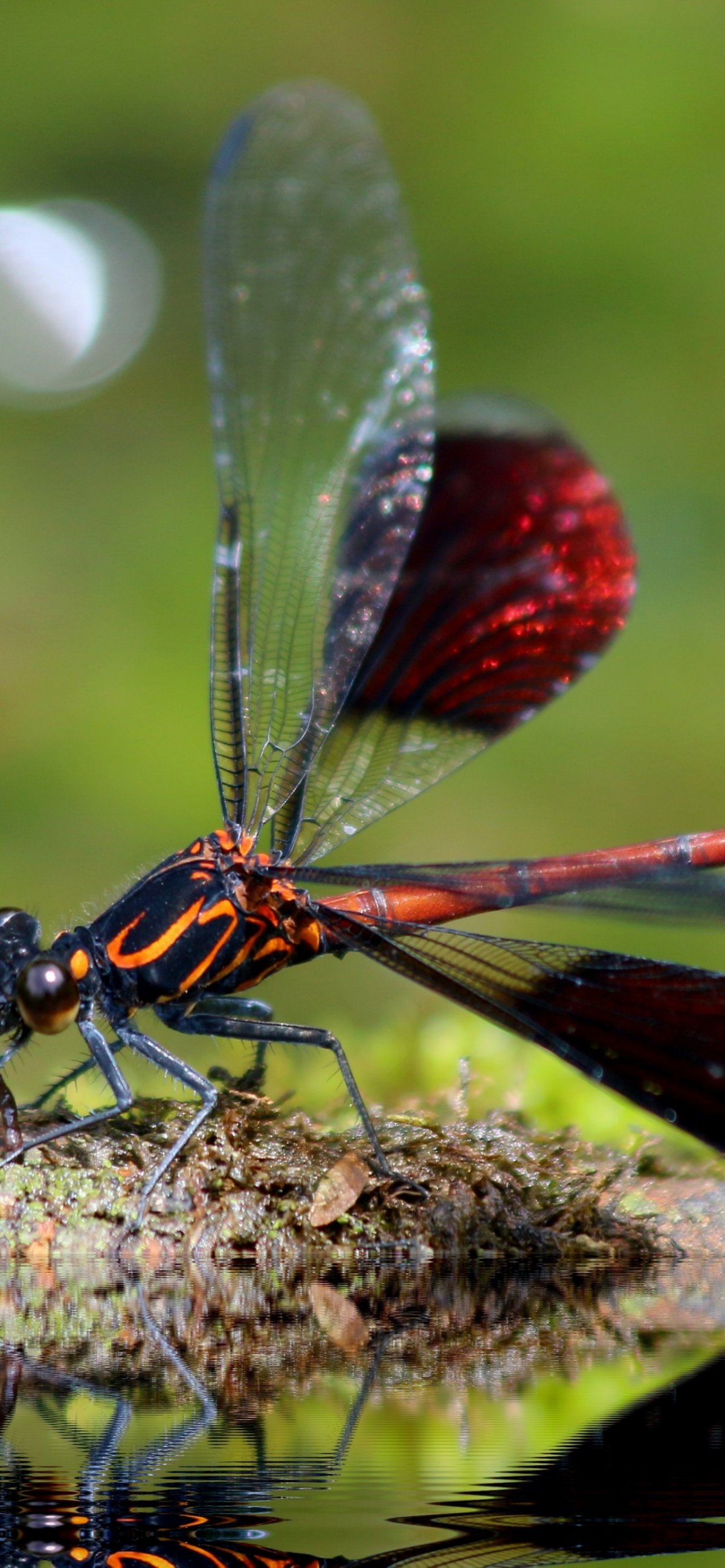 Стрекоза насекомое