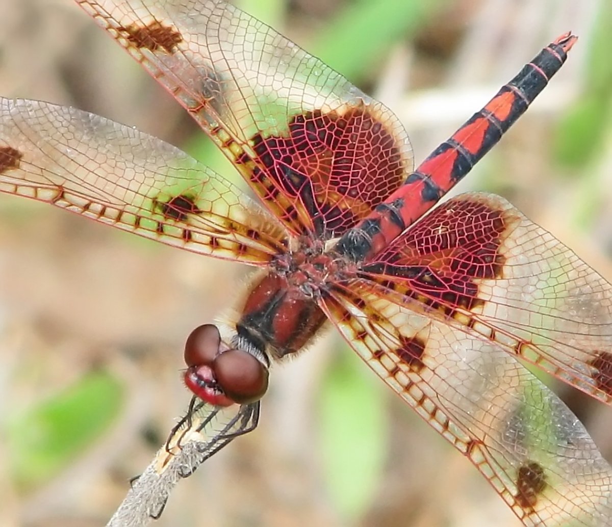 Красная Стрекоза