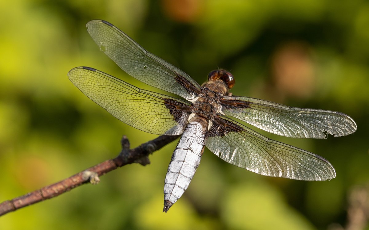 Крылья Стрекозы