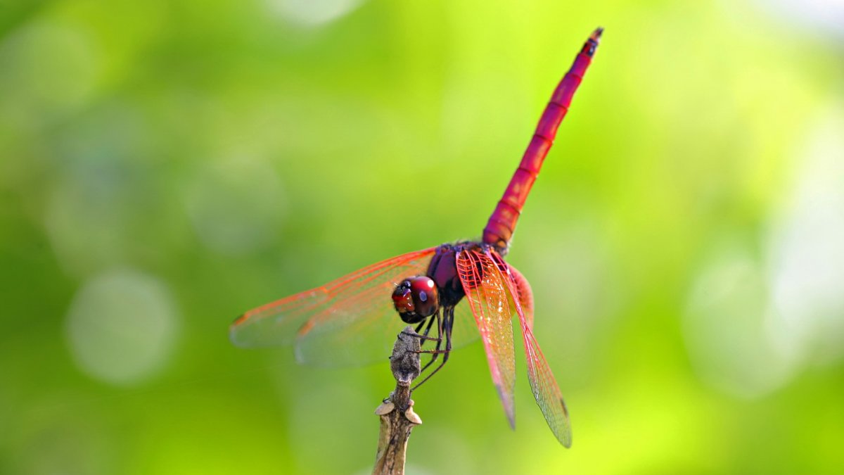 Макросъемка природа Стрекоза
