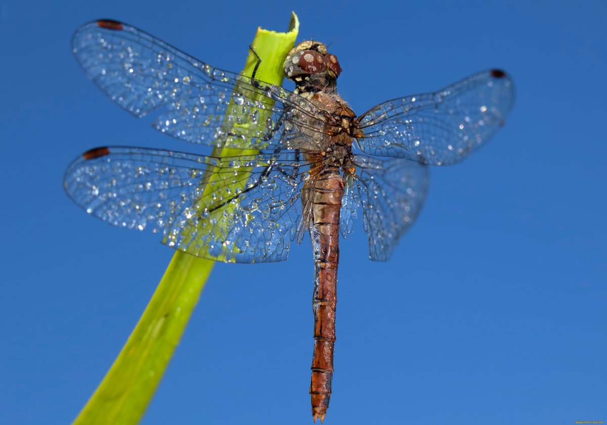 Стрекоза Дарнера
