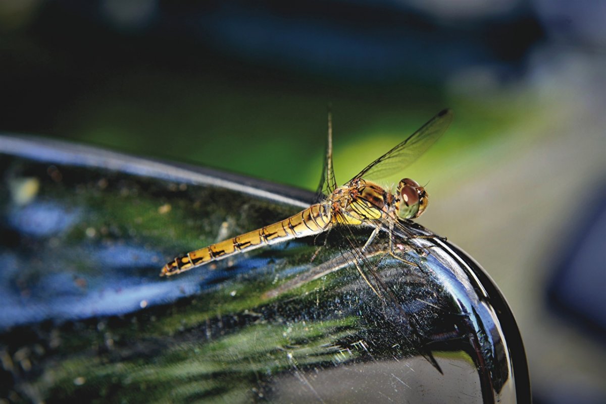 Стрекоза фото крупным планом