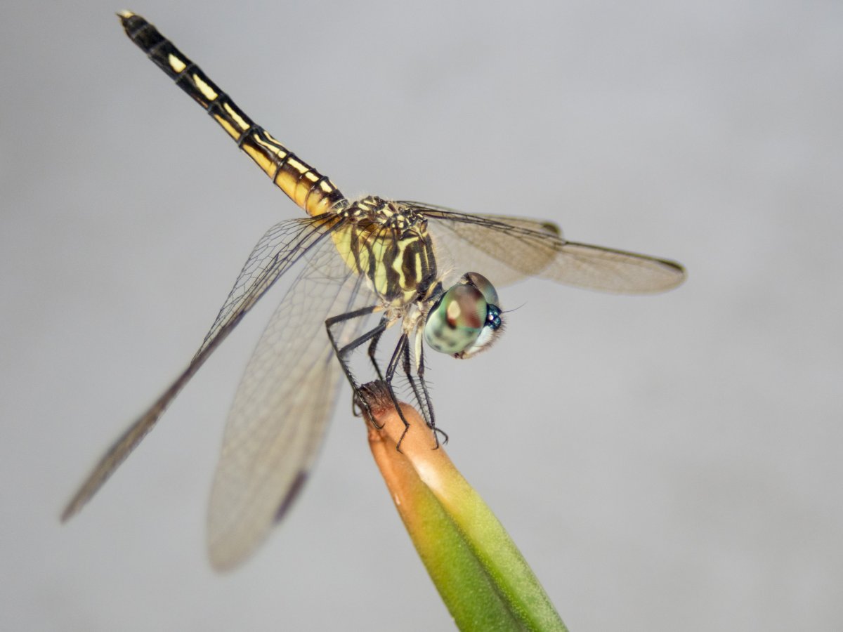 Крылатые крупные насекомые