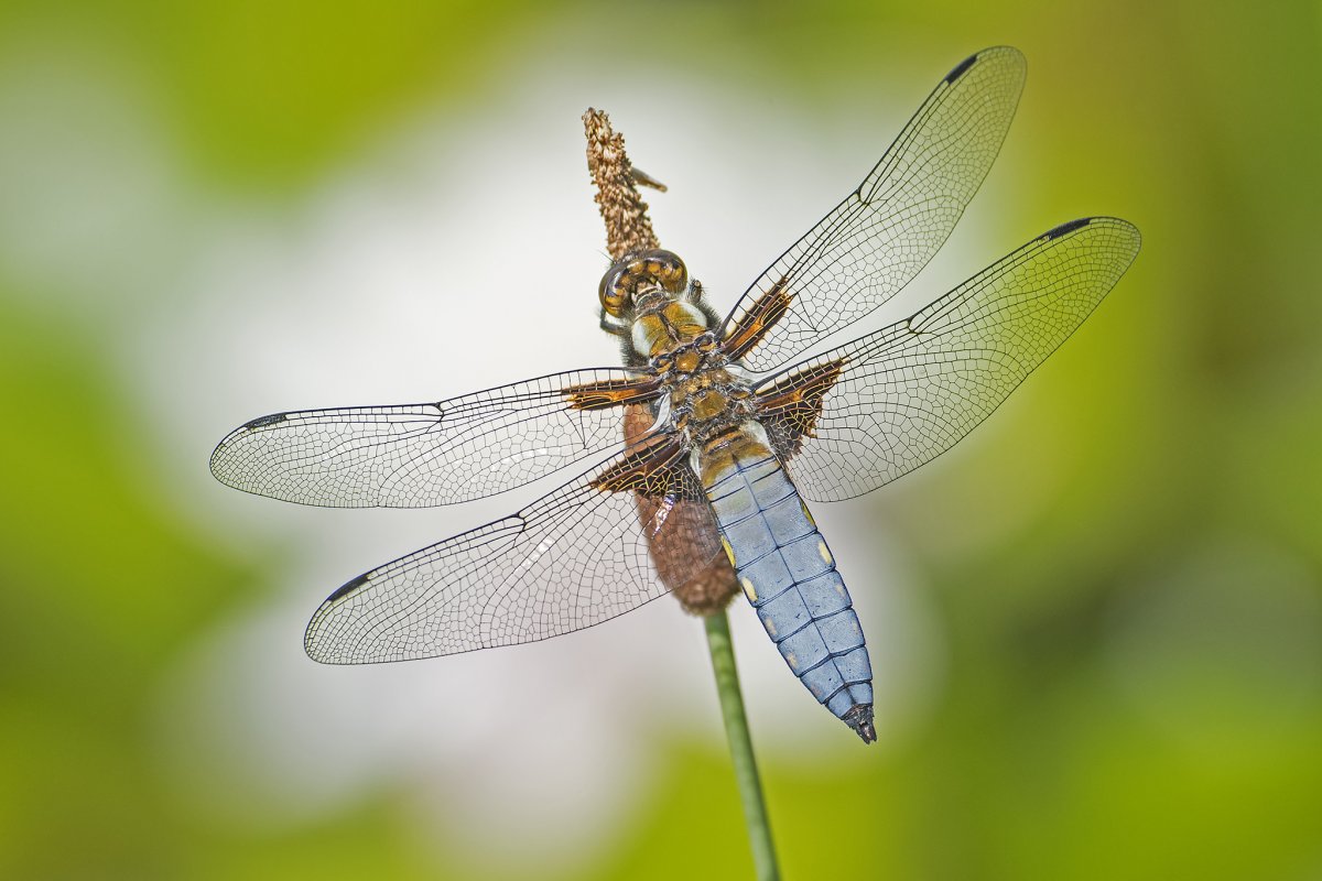 Крылья Стрекозы