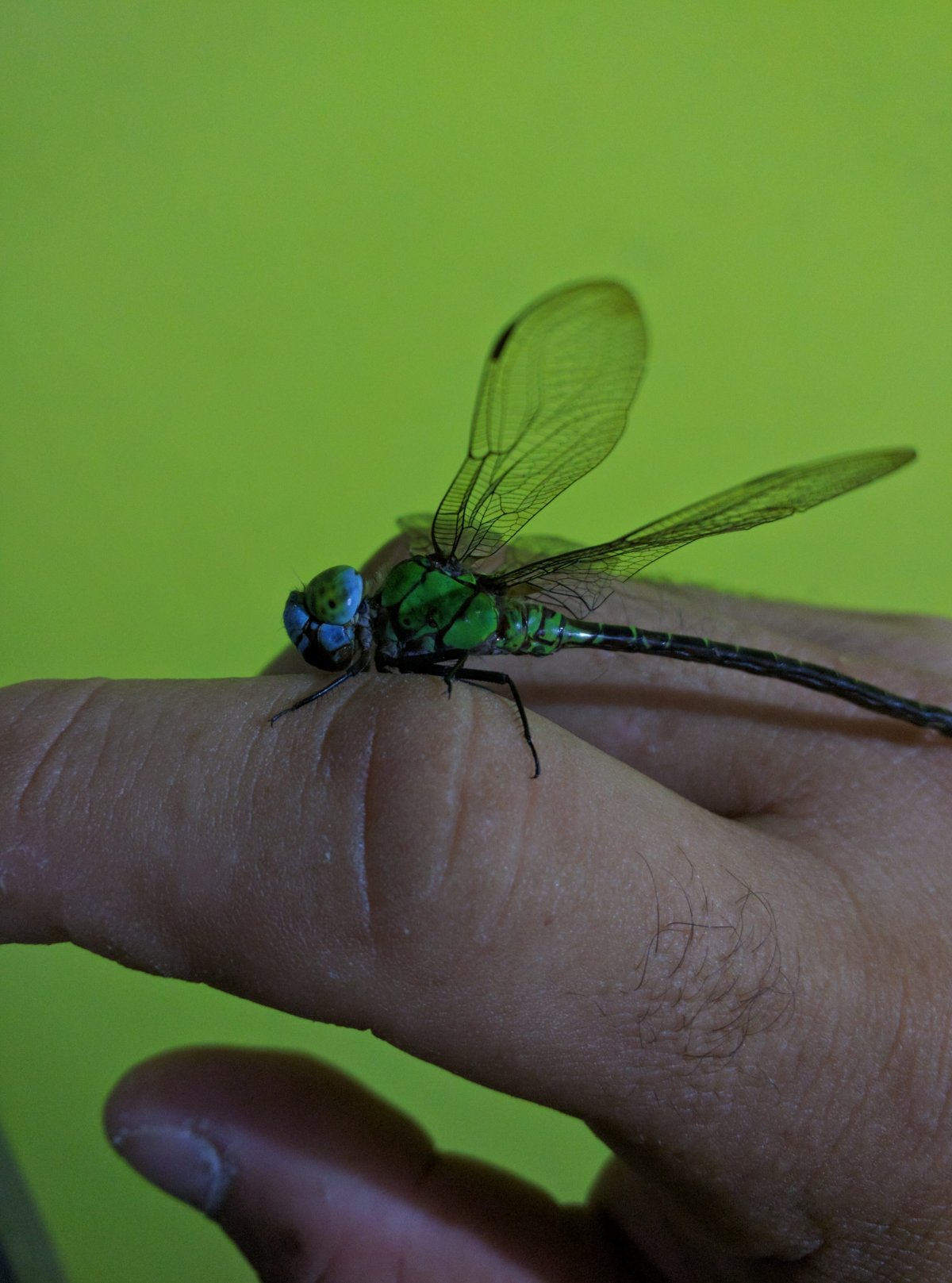 Стрекоза это насекомое двукрылое