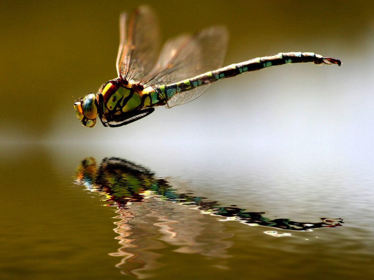 Стрекоза в полете