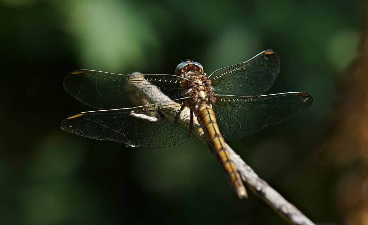 Стрекоза крупным планом