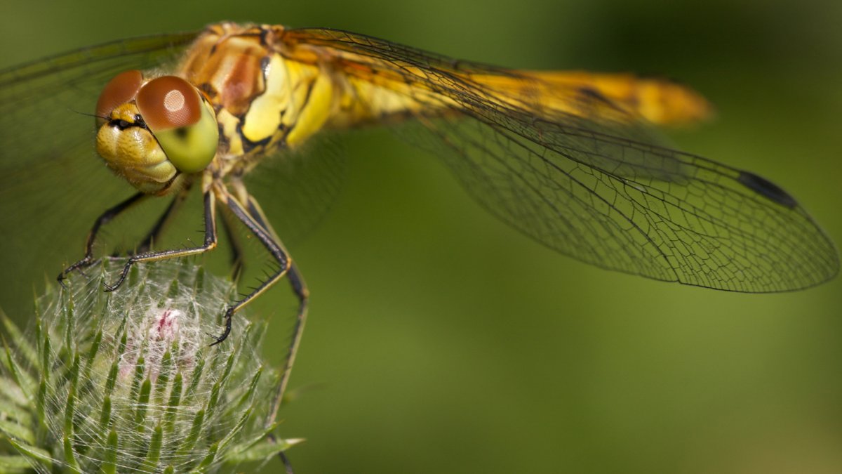 Необычные насекомые