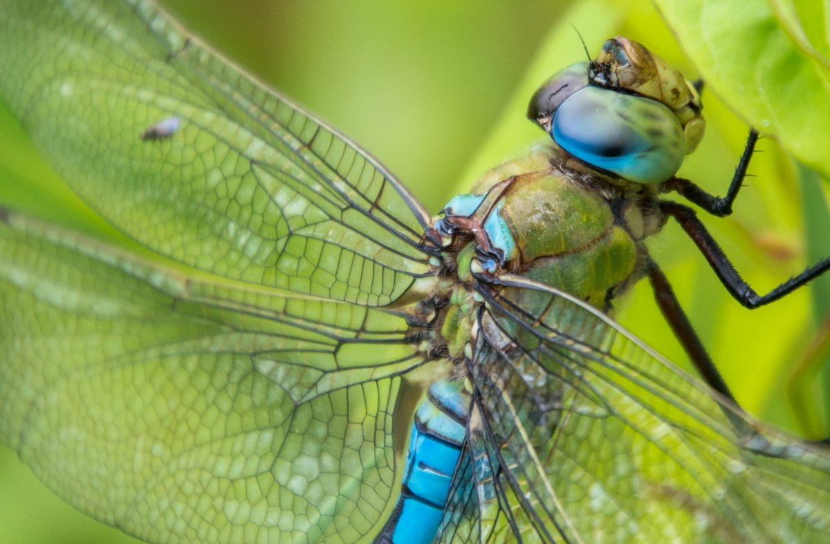 Голова Стрекозы