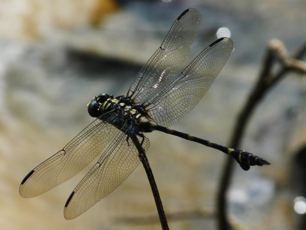 Стрекоза Черноморская