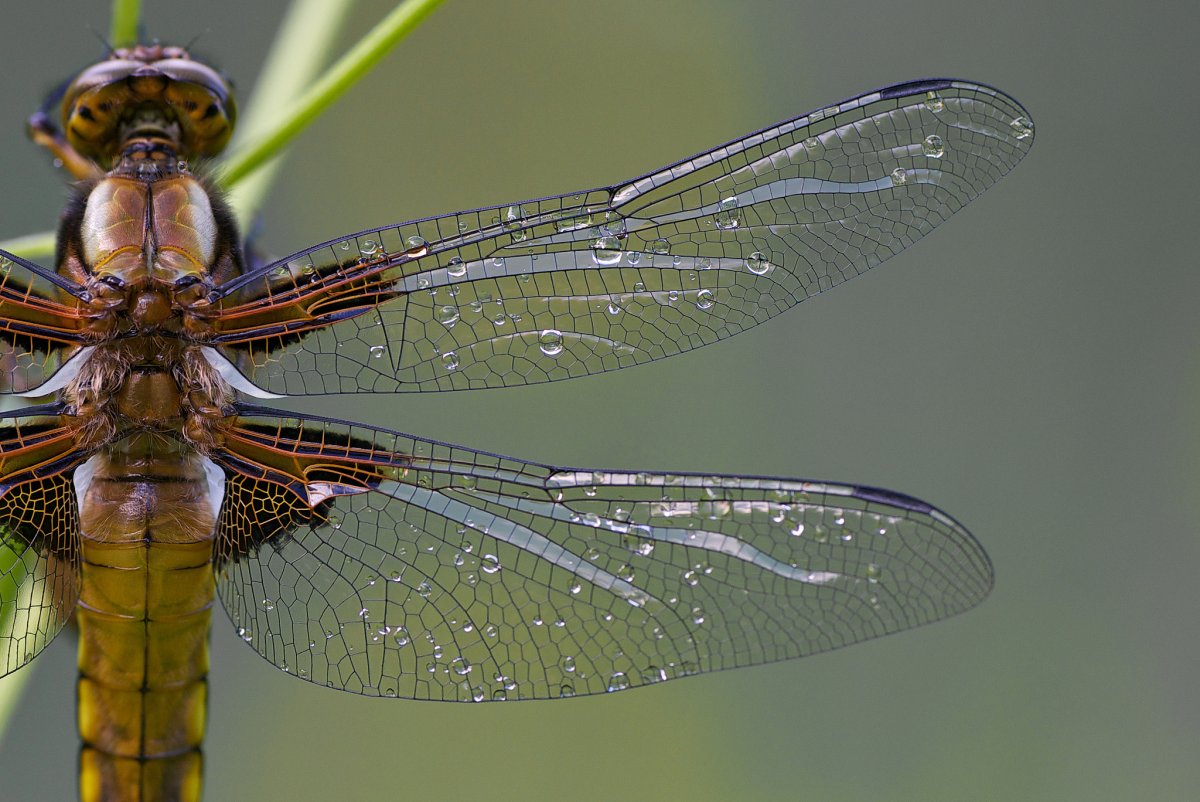 Стрекоза отряд Двукрылые