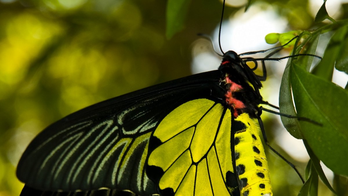 Орнитоптера Крез бабочка