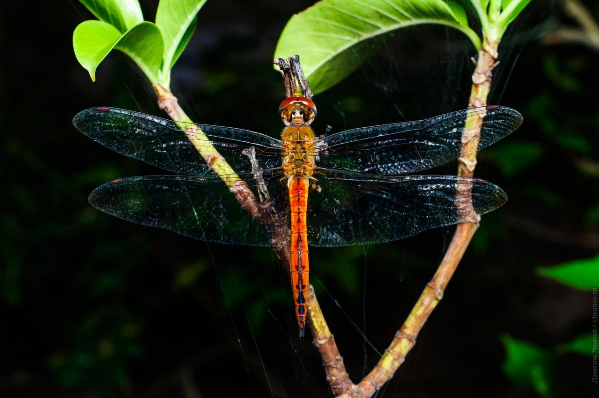 Насекомые Тайланда