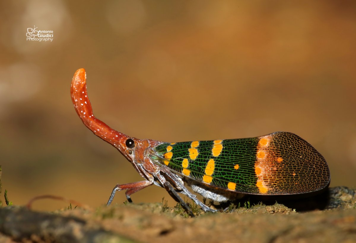 Цикады в Тайланде