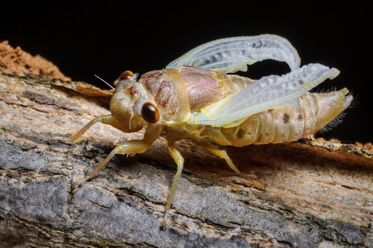 Нимфа цикады
