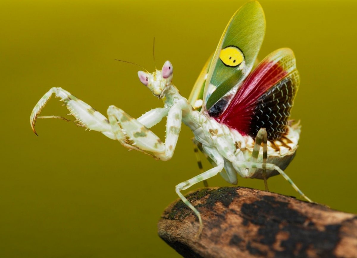 Богомол Pseudocreobotra wahlbergii