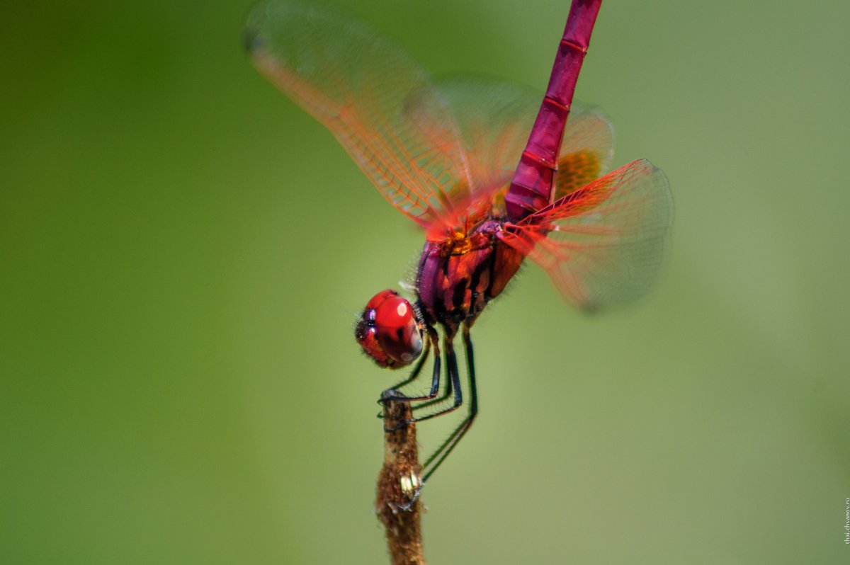 Стрекоза Trithemis Aurora