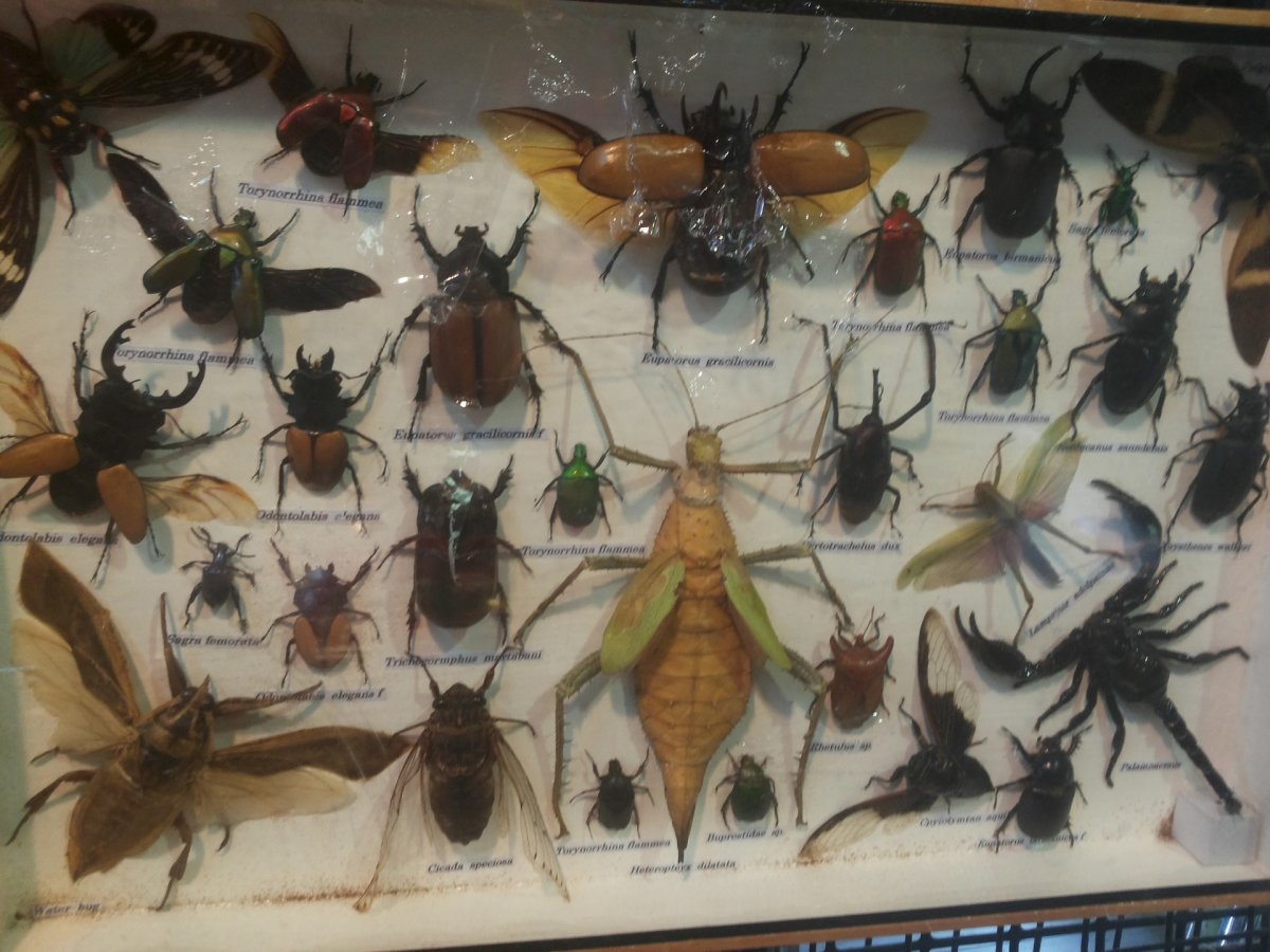 Коллекции по зоологии