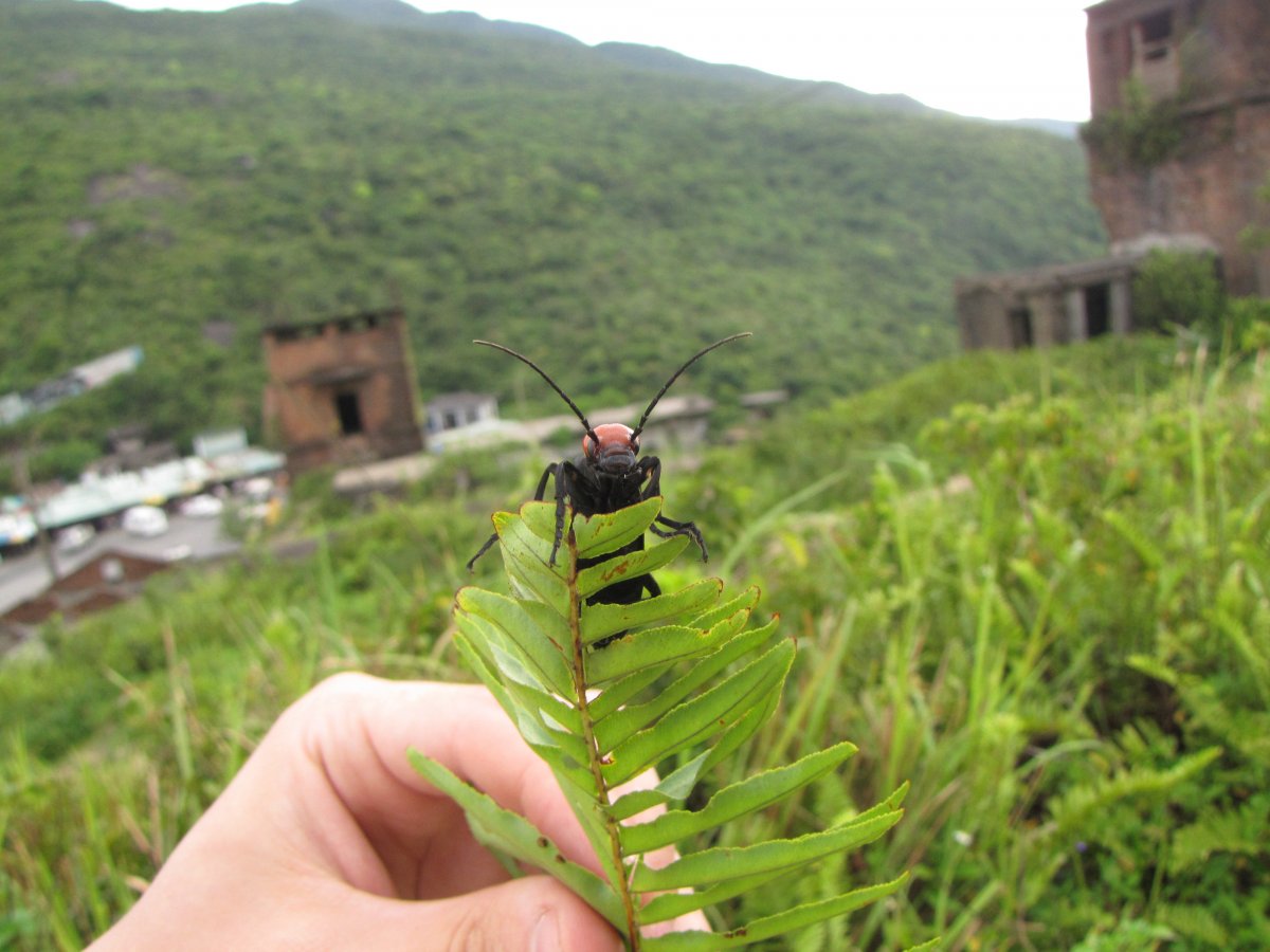 Насекомые Вьетнама