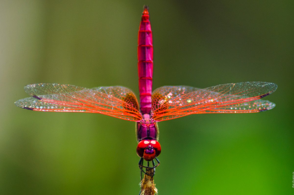 Стрекоза Odonata