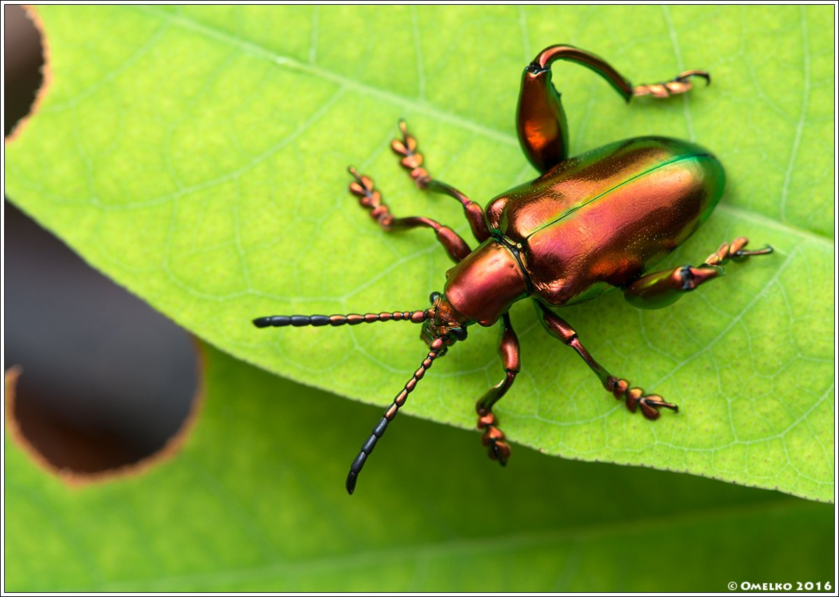 Жук-Листоед Sagra femoralis