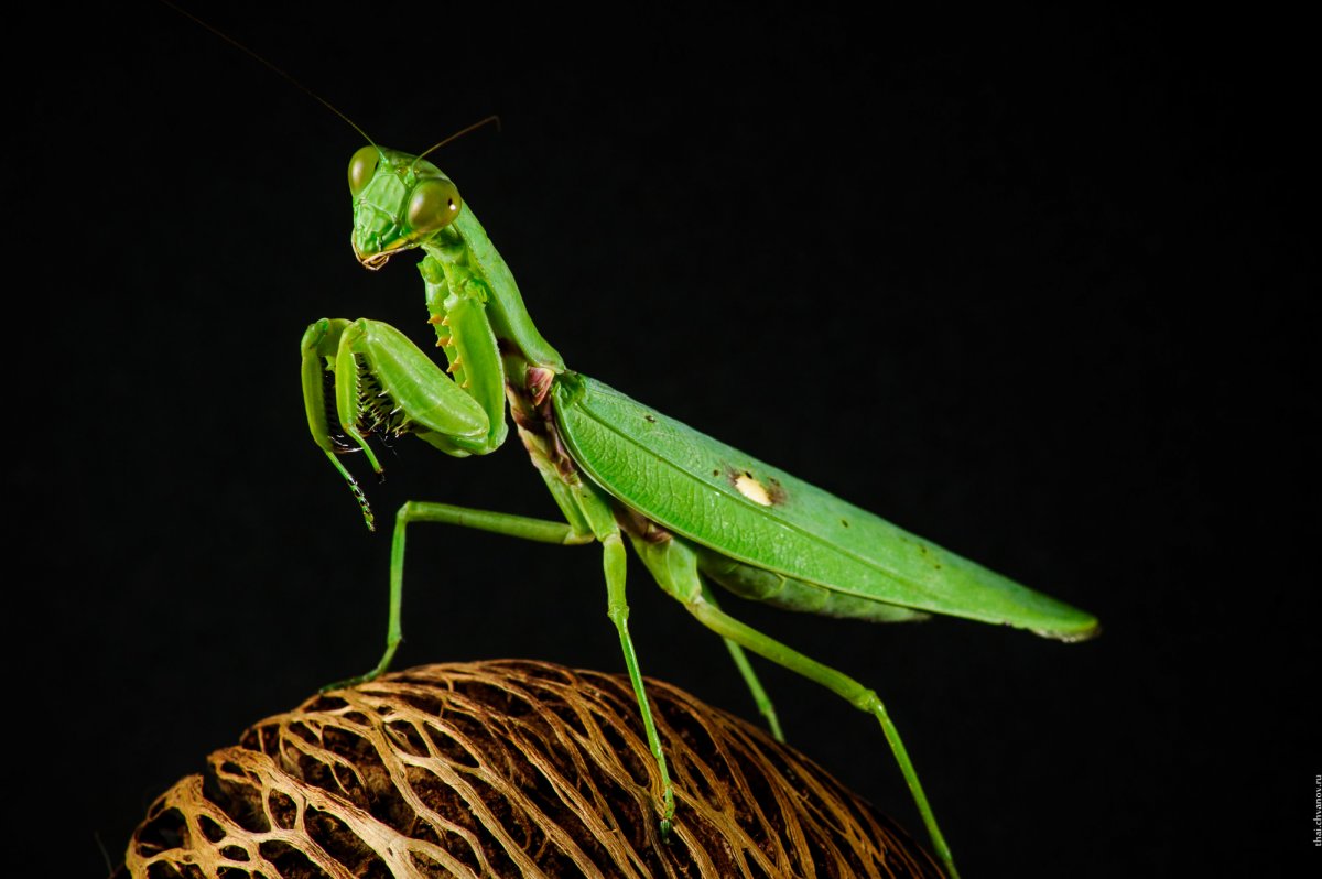 Rhombodera basalis, малазийский богомол-Щитоносец