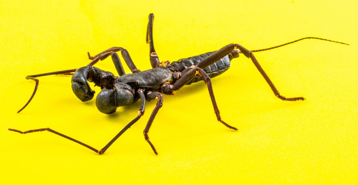 Насекомые Тайланда паук