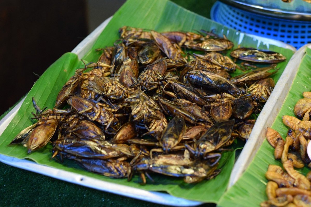 Насекомые Тайланда фото