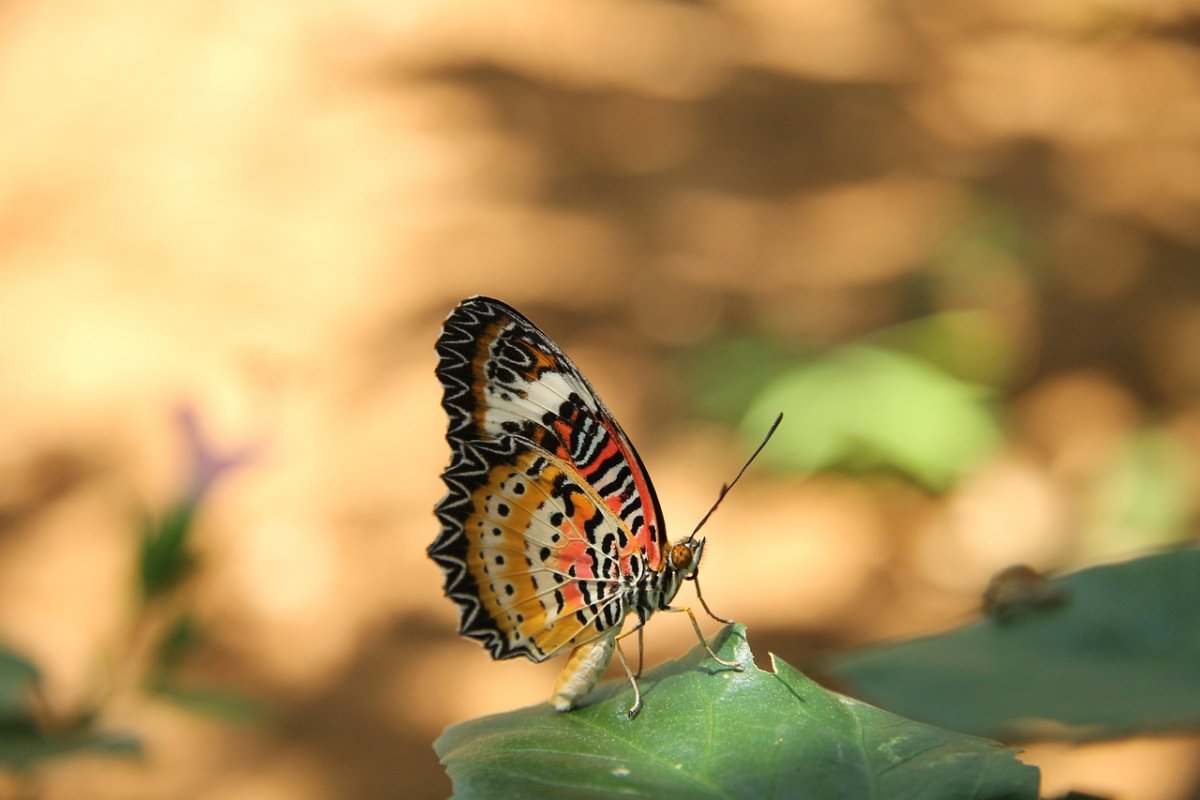 Самые красивые бабочки Азии