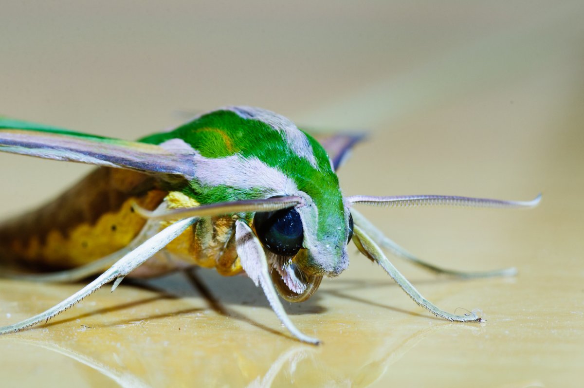 Насекомые Тайланда паук