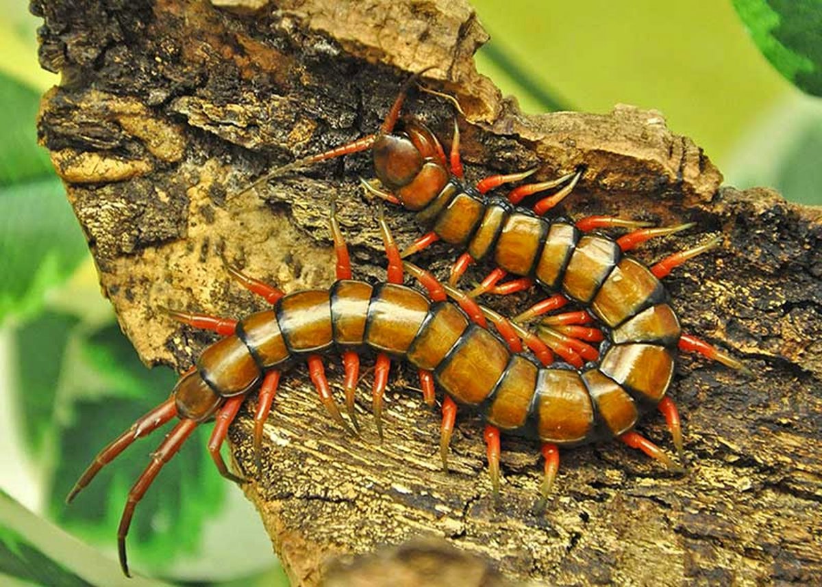 Кольчатая сколопендра (Крымска