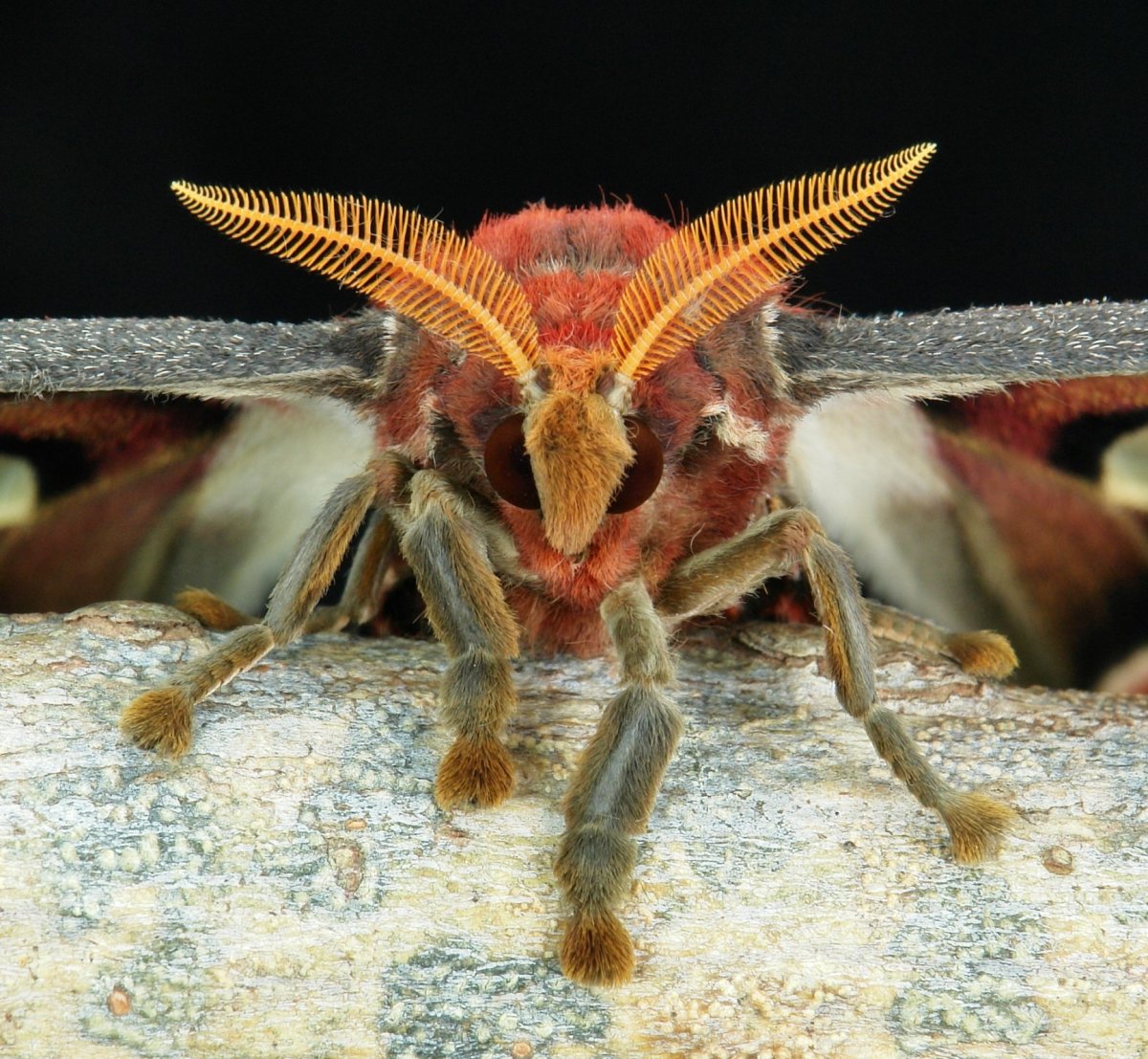 Павлиноглазка атлас Attacus Atlas