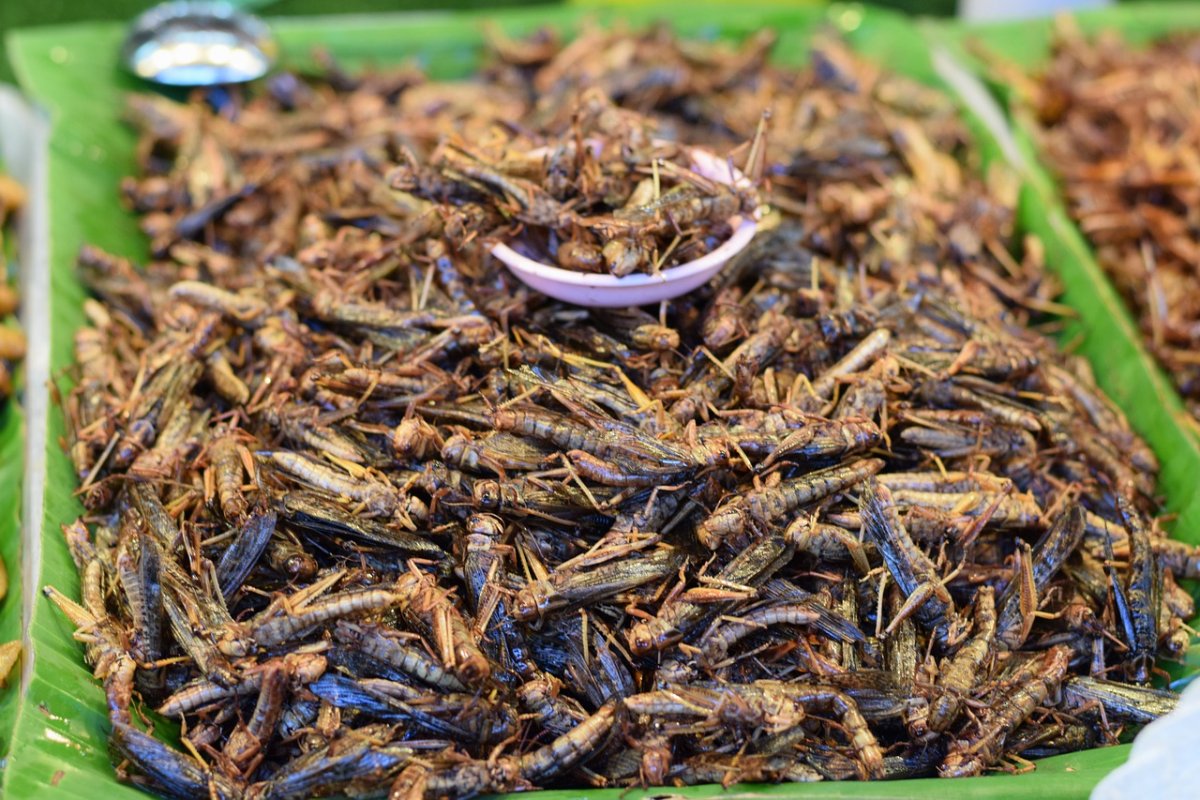 Насекомые Тайланда