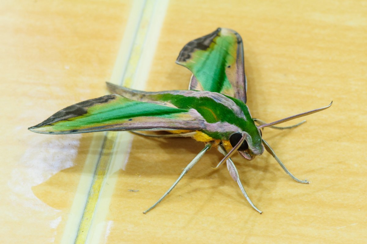 Таиландские насекомые